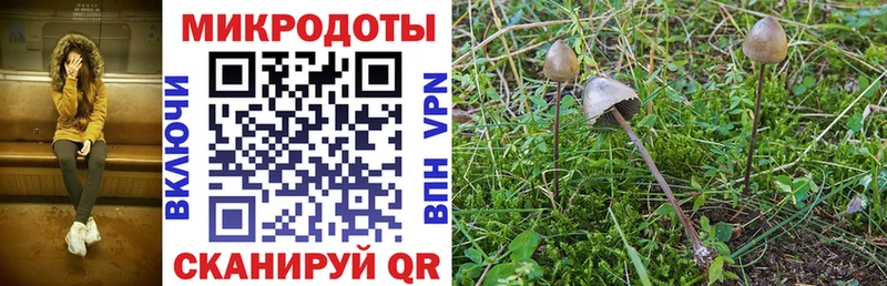 Псилоцибиновые грибы Psilocybine cubensis Тверь